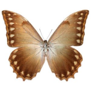 MORPHO THESEUS JUSTITIAE